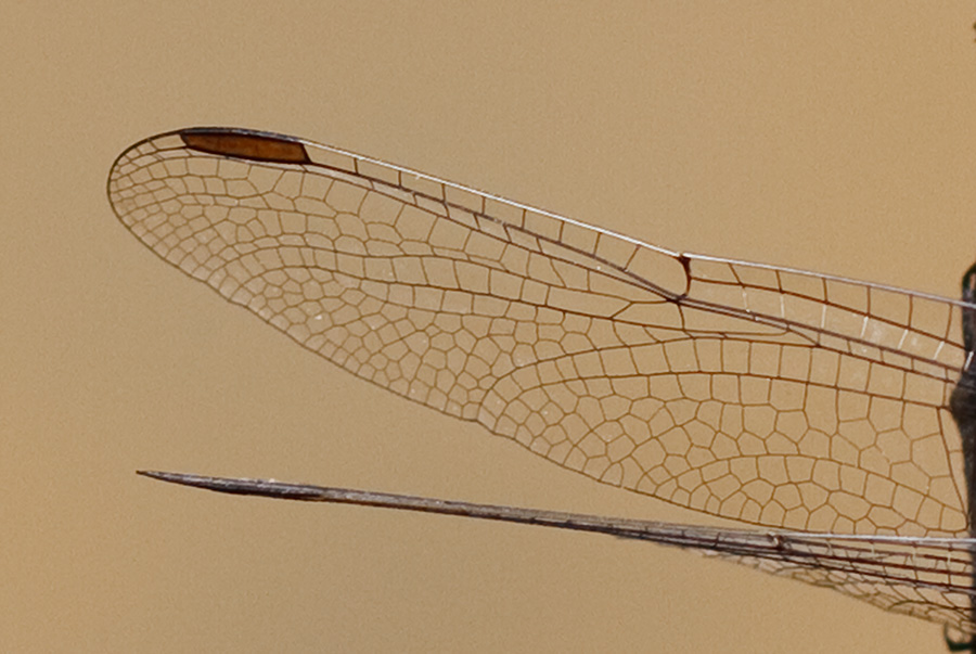Orthetrum coerulescens...un p di confusione